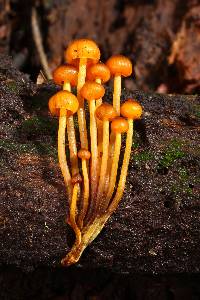 Mycena leaiana image