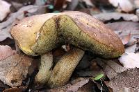 Leccinum rugosiceps image