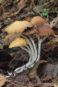 Psilocybe zapotecorum image