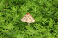 Image of Macrolepiota colombiana