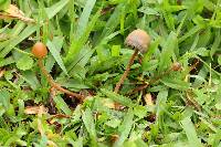 Psilocybe mexicana image