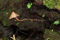 Psilocybe yungensis image