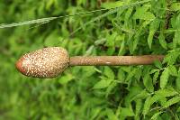 Macrolepiota colombiana image