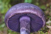 Cortinarius violaceus image