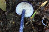 Entoloma panniculus image