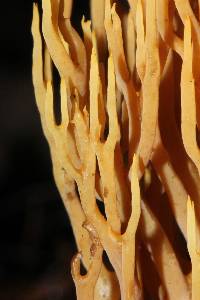 Ramaria stricta image