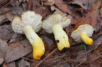 Russula flavida image