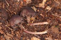 Psilocybe neoxalapensis image