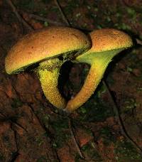 Pulveroboletus ravenelii image