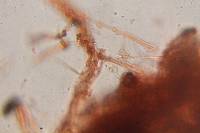 Psilocybe hoogshagenii image