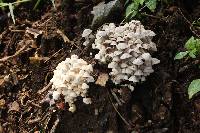 Coprinellus disseminatus image