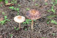 Macrolepiota colombiana image