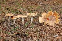 Amanita muscaria subsp. flavivolvata image