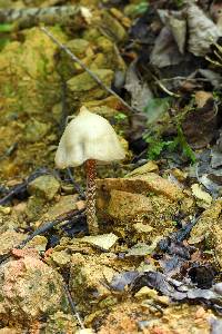 Psilocybe zapotecorum image