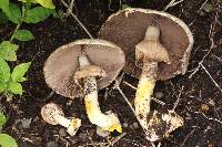 Agaricus xanthodermus image