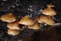 Psilocybe yungensis image