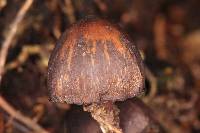 Psilocybe neoxalapensis image