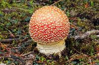 Amanita muscaria subsp. flavivolvata image