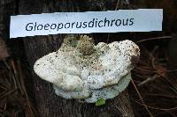 Gloeoporus dichrous image