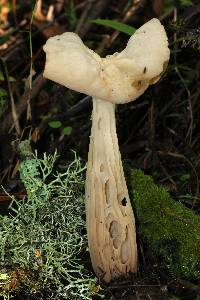 Helvella crispa image