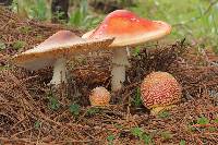 Amanita muscaria image