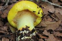 Cortinarius fulvocitrinus image