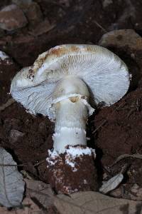 Amanita gemmata image