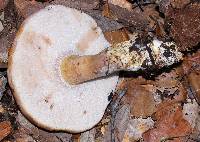 Tylopilus rubrobrunneus image