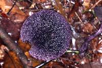 Cortinarius violaceus image