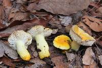 Russula flavida image