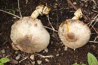 Agaricus xanthodermus image