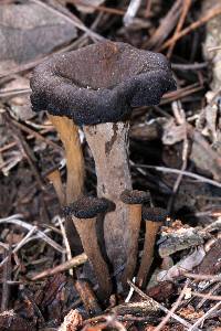 Craterellus cornucopioides image