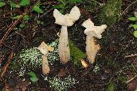 Helvella crispa image