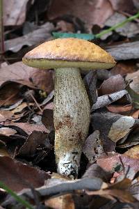 Leccinum rugosiceps image