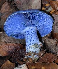 Lactarius indigo image