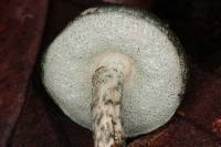 Austroboletus neotropicalis image