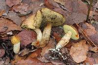 Leccinum rugosiceps image