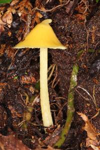 Entoloma murrayi image