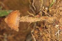 Psilocybe mexicana image