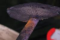 Cortinarius violaceus image