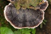 Trametes versicolor image