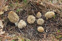 Image of Morchella tridentina