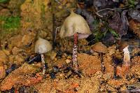 Psilocybe zapotecorum image