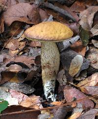 Leccinum rugosiceps image