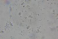 Isaria tenuipes image