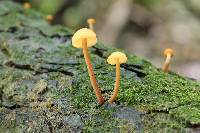 Gymnopilus picreus image