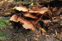 Psilocybe yungensis image