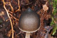 Psilocybe neoxalapensis image