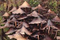 Psilocybe yungensis image