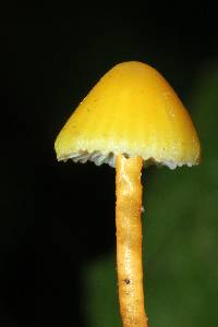 Hygrocybe parvula image